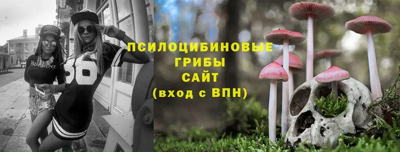 где купить наркоту  Гаврилов Посад  Псилоцибиновые грибы Psilocybine cubensis 